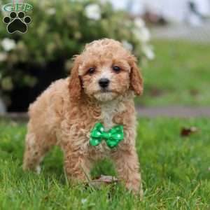 Rider, Miniature Poodle Puppy